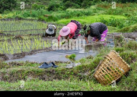 Farmers Verpflanzen Reis Setzlinge, Punakha, Bhutan Stockfoto