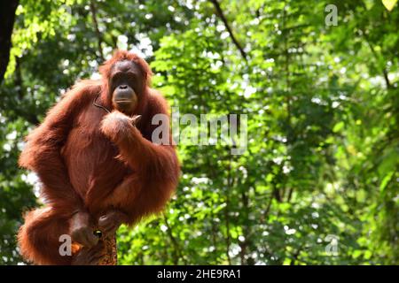 Ein Orang-Utan Pose für Besucher im Jurug Zoo, Surakarta, Indonesien. Pongo pygmaeus. Stockfoto