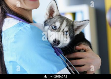 Eine Tierärztin hält einen niedlichen Husky-Welpen in der Hand Stockfoto