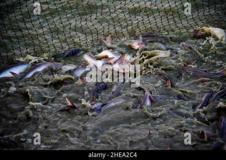 Eine ziemlich große Anzahl von Arten werden jetzt als Kulturarten verwendet, die sowohl aus einheimischen als auch aus exotischen Fischarten bestehen. Einheimische oder einheimische Arten einschließlich Stockfoto