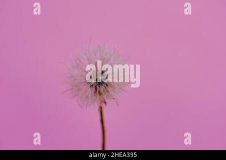 Dandelion Blume Kopf vor rosa Hintergrund geschossen Stockfoto