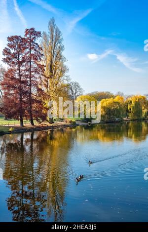 Kanadagänse, Vögel schwimmen auf dem See Vincennes, mit Spiegelung der Bäume im Herbst Stockfoto