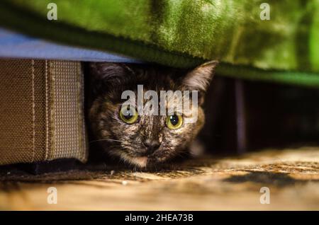 Katze thai Tier Porträt Stockfoto
