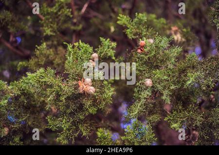 Nahaufnahme Von Wacholderbeeren, Die Auf Baum Wachsen. Wacholderzweig mit blauen und grünen Beeren, die draußen wachsen Stockfoto