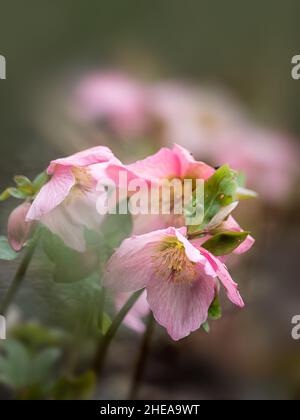 Nahaufnahme der Blumen von Helleborus Walbertons Rosmarin vor diffusem Hintergrund Stockfoto