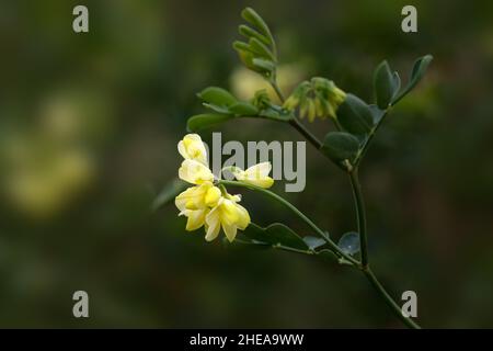 Nahaufnahme der Blüten von Coronilla valentina subsp. Glauca 'Citrina' vor diffusem Hintergrund Stockfoto