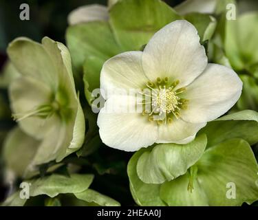 Nahaufnahme der Blumen von Helleborus x nigercors 'Ice Breaker Max' Stockfoto