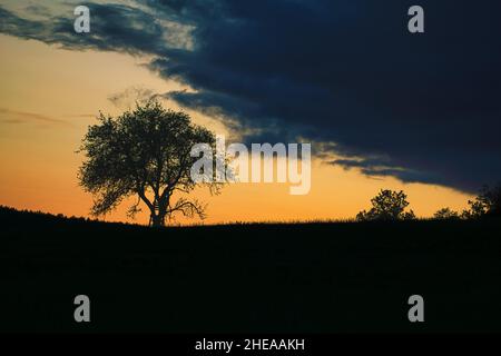 Sonnenuntergang im Saarland mit einem Baum, an dem sich eine Leiter lehnt. Dramatischer Himmel. Ruhige und einsame Lichtstimmung Stockfoto