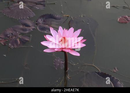 Die Nationalblume von bangladesch ist shapla.die schönsten Blumenbilder. Stockfoto