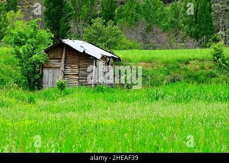 Holzschuppen in der grünen Wiese, Jaen. Stockfoto