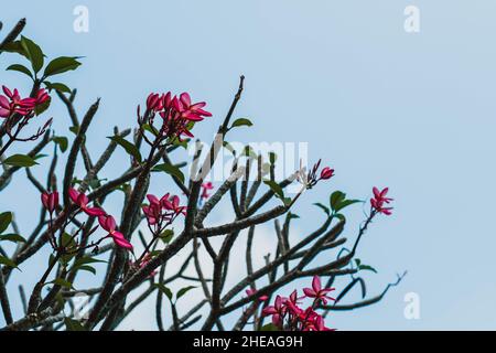 Baum plumeria rubra im tropischen Klima, Nahaufnahme. Rote Frangipani Stockfoto