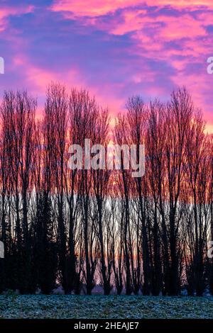 Winter Morgenhimmel auf einem niedrigen Horizont mit einer Reihe von Pappelbäumen ohne Blätter gegen einen orangefarbenen Himmel mit einem Band von Wolken, Cumulus mediocris, in Broomfield in Kent, England. Die Wolken sind unter malvenfarbenen, gelben und dunklen Schatten beleuchtet. Stockfoto