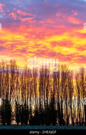 Winter Morgenhimmel auf einem niedrigen Horizont mit einer Reihe von Pappelbäumen ohne Blätter gegen einen orangefarbenen Himmel mit einem Band von Wolken, Cumulus mediocris, in Broomfield in Kent, England. Die Wolken sind unter malvenfarbenen, gelben und dunklen Schatten beleuchtet. Stockfoto