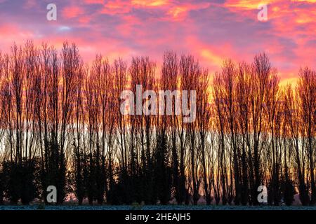 Winter Morgenhimmel auf einem niedrigen Horizont mit einer Reihe von Pappelbäumen ohne Blätter gegen einen orangefarbenen Himmel mit einem Band von Wolken, Cumulus mediocris, in Broomfield in Kent, England. Die Wolken sind unter malvenfarbenen, gelben und dunklen Schatten beleuchtet. Stockfoto