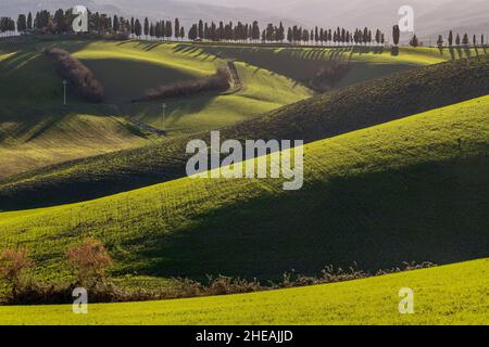 Typische toskanische Hügellandschaft in der Nähe von Lajatico, Pisa, Italien, fotografiert gegen das Licht Stockfoto