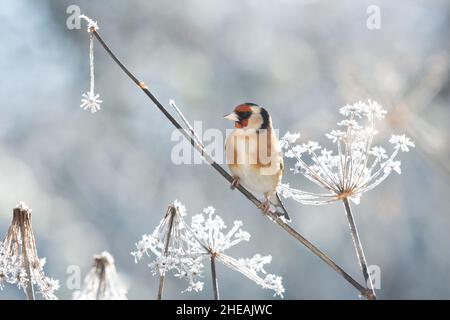 Europäischer Goldfink (carduelis carduelis) auf frostbedeckten Fenchelsamen-Köpfen im Winter - großbritannien Stockfoto