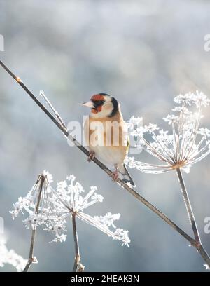 Europäischer Goldfink (carduelis carduelis) auf frostbedeckten Fenchelsamen-Köpfen im Winter - großbritannien Stockfoto