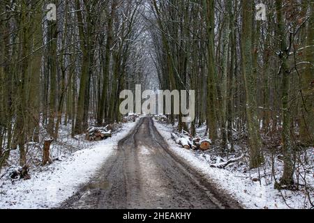 Ein schneebedeckter Waldweg durch die Bäume Stockfoto