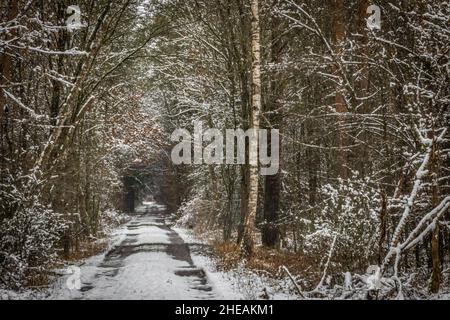 Eine schneebedeckte Waldstraße mit hohen Bäumen Stockfoto