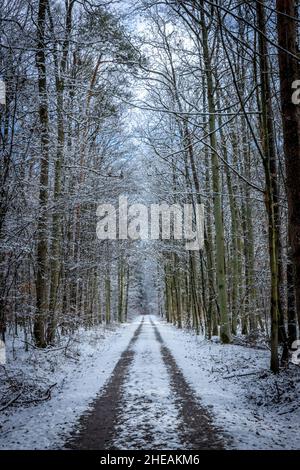 Eine lange, gerade schlammige Straße durch einen Wald mit hohen Bäumen Stockfoto