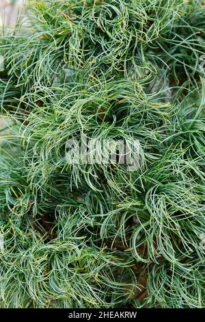 Pinus Strobus „Green Twist“. Seltenes, gewundenes, lockiges grünes Laub Stockfoto