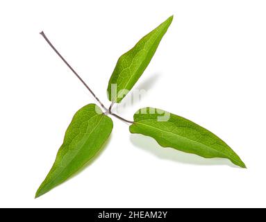 Clematis Zweig mit Blättern isoliert auf weißem Hintergrund Stockfoto