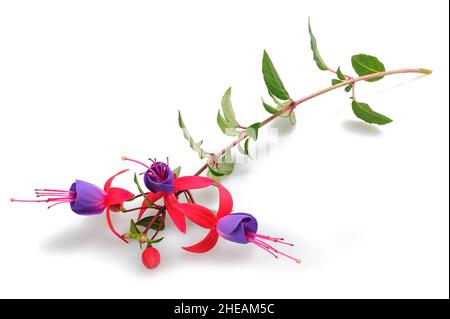 Fuchsia Zweig mit Blumen isoliert auf weißem Hintergrund Stockfoto