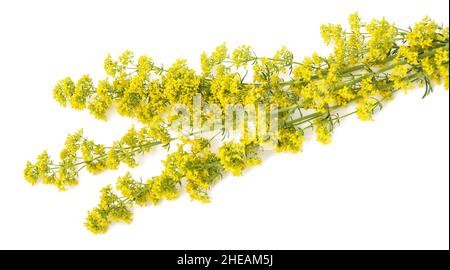 Lady's Bettstroh Blumen ( Galium verum ) isoliert auf weiß Stockfoto