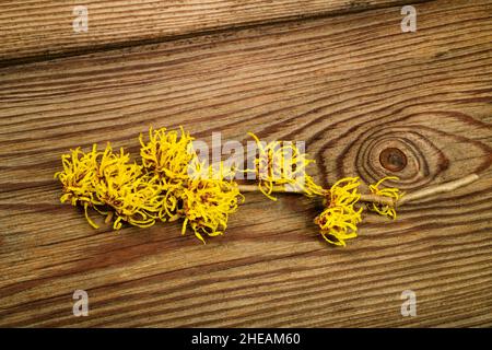 Hexe Hasel Blumen isoliert auf Holz Hintergrund Stockfoto