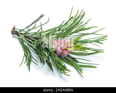 Swiss mountain pine branch isolated on white background Stock Photo