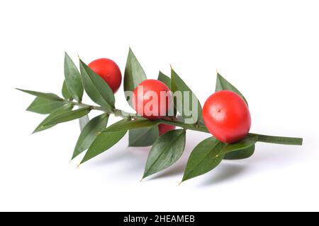 Metzgerbese mit Beeren isoliert auf weißem Hintergrund Stockfoto