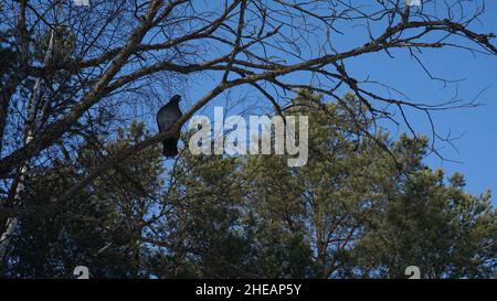 Eine Taube sitzt auf einem Baum vor dem Hintergrund einer winterlichen Waldlandschaft. Kiefern, Birken, blauer Himmel. Stockfoto