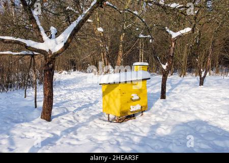 Das Bienenhaus im Winter. Schneekappen auf Bienenstöcken im Winter im Garten an einem sonnigen Tag Stockfoto