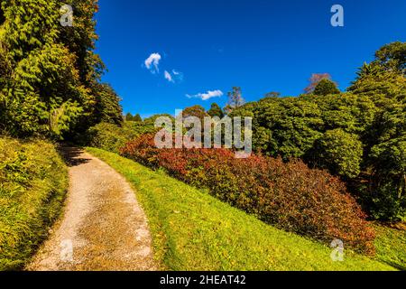 Gehweg durch den Glendurgan Garden, in der Nähe von Falmouth, Cornwall, Großbritannien Stockfoto