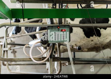 Milchkuh, die in einem Milchviehbetrieb in einer Melkmaschine steht. Stockfoto