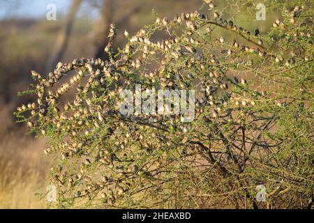 Schwarm von Rotschnabel-Queleas (Quelea quelea), die bei Sonnenaufgang in Akazienbäumen, Ndutu, Ngorongoro-Schutzgebiet, Tansania, Afrika, stemmen. Stockfoto