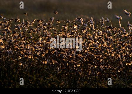 Schwarm von Queleas (Quelea quelea) in Murmeln über Sumpflandschaft bei Sonnenaufgang mit Hintergrundbeleuchtung, Ndutu, Ngorongoro Conservation Area, Tansania, Afrika Stockfoto