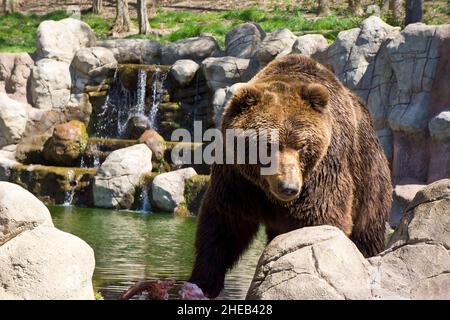 Kamtschatka Braunbär in Gefangenschaft Stockfoto