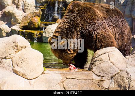 Kamtschatka Braunbär in Gefangenschaft Stockfoto