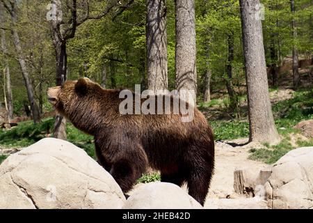 Kamtschatka Braunbär in Gefangenschaft Stockfoto