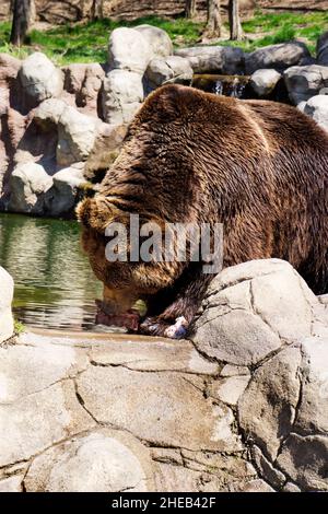 Kamtschatka Braunbär in Gefangenschaft Stockfoto