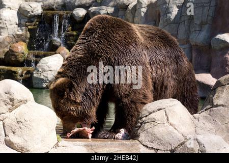 Kamtschatka Braunbär in Gefangenschaft Stockfoto
