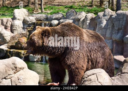 Kamtschatka Braunbär in Gefangenschaft Stockfoto