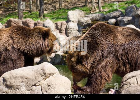 Kamtschatka Braunbär in Gefangenschaft Stockfoto