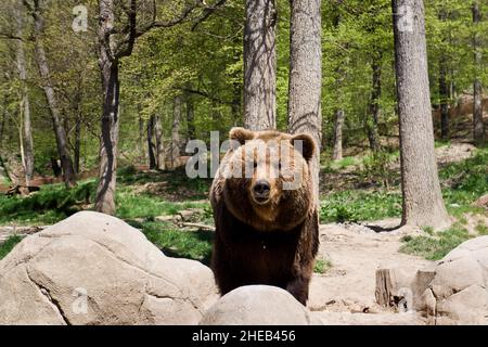 Kamtschatka Braunbär in Gefangenschaft Stockfoto