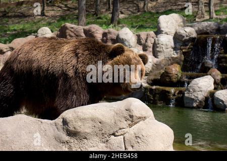 Kamtschatka Braunbär in Gefangenschaft Stockfoto