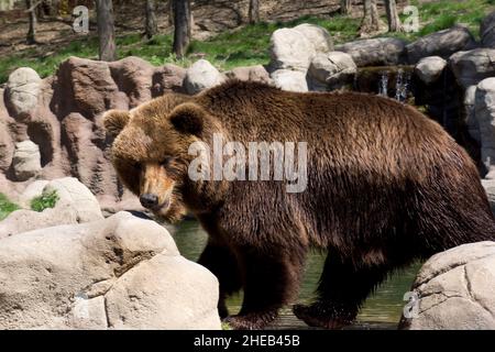 Kamtschatka Braunbär in Gefangenschaft Stockfoto