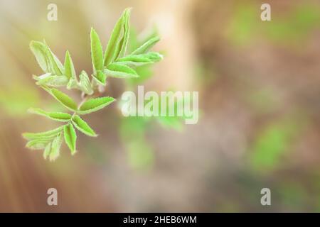 Sorbus Grüne Knospen und junge Blätter. Pflanzenentwicklung im Frühjahr. Erste Grünpflanzen auf Sträuchern Eberesche, Bergasche, Weißstrahl, Hybriden. Weichfokus Stockfoto