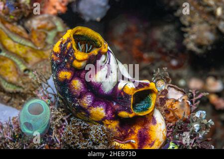 Polycarpa aurata, auch bekannt als das Ochsenherz-Ascidian, der Goldmund-Meerspritzer oder der Tintenfleck-Meerspritzer, ist eine Art von Tunikat in der Familie St. Stockfoto