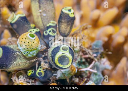 Tunikat ist ein marines wirbelloses Tier, ein Mitglied des Subphylum Tunicata ,tjuːnɪˈkeɪtə. Es ist Teil des Chordata, Stockfoto